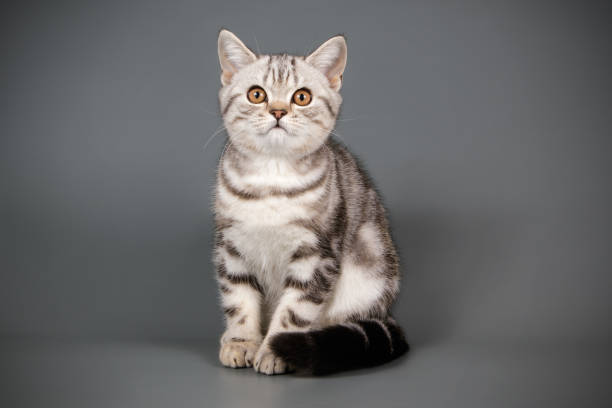 istock scottish straight shorthair cat 1056238982