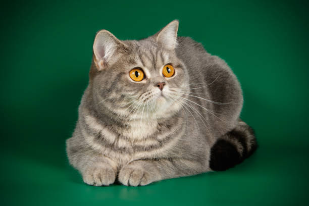 istock scottish straight shorthair cat 1056239414