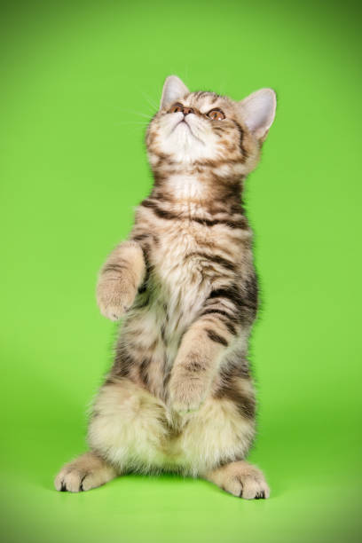 istock scottish straight shorthair cat 1056239784