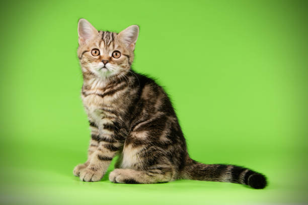 istock scottish straight shorthair cat 1056239800