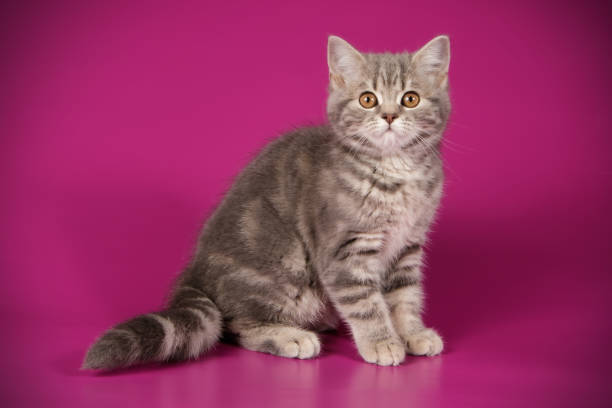 istock scottish straight shorthair cat 1056239906