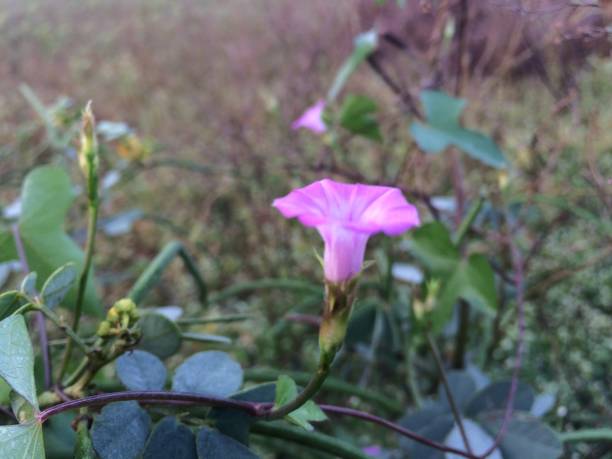 istock Beautiful pinkish wild flowers 1056240248