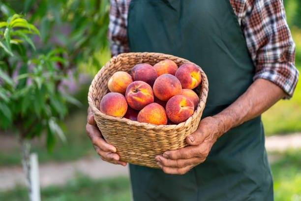 istock Mature farmer holding basket with peaches 1056241380