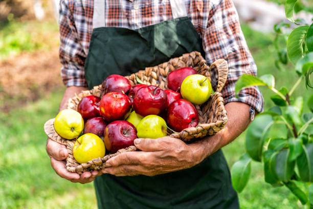 istock Mature farmer holding basket with apples 1056241384