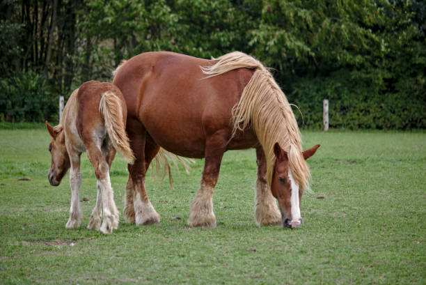 Schleswig coldblood horse and its foal grazing on a green pasture stock photo