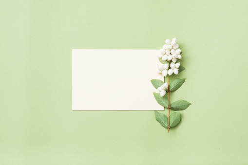 White empty paper card with mistletoe twig. Minimal floral decor on pistachio green background.