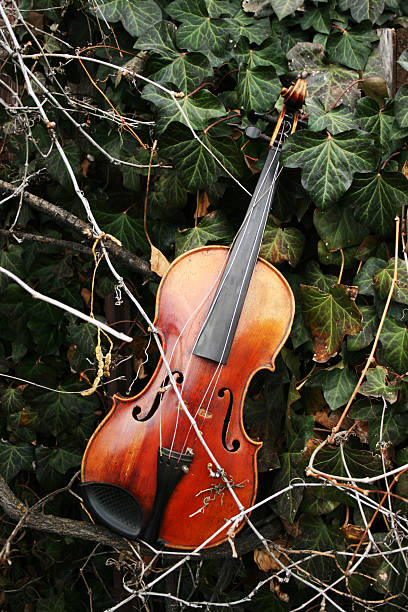 violine im ivy - orchestrated stock-fotos und bilder