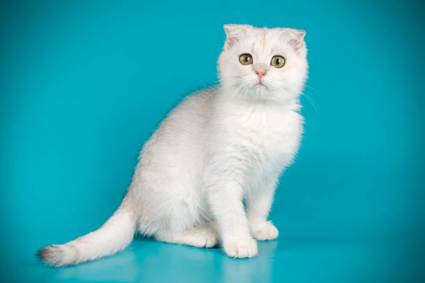 istock Scottish fold shorthair cat on colored backgrounds 1056247512