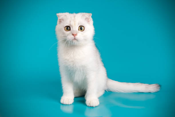 istock Scottish fold shorthair cat on colored backgrounds 1056247528