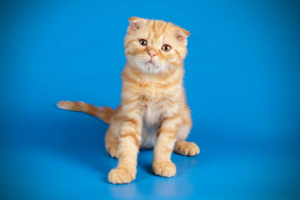 istock Scottish fold shorthair cat on colored backgrounds 1056247582