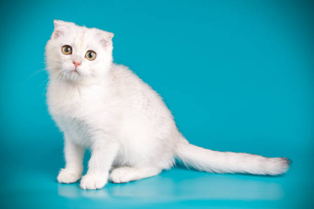 istock Scottish fold shorthair cat on colored backgrounds 1056247592