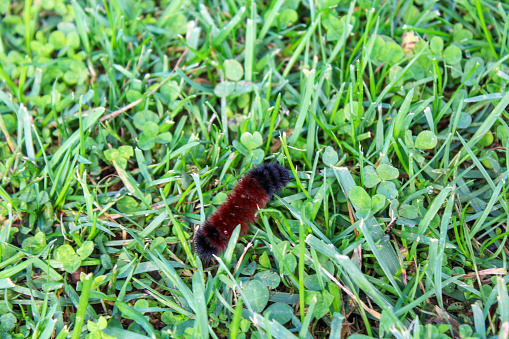 Caterpillar in grass and clover. October in Rochester, New York