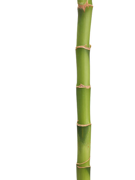 lucky bambù - bamboo stem feng shui isolated foto e immagini stock