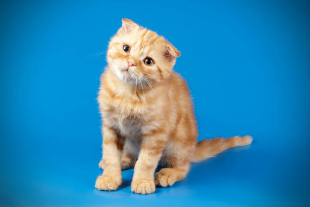 istock Scottish fold shorthair cat on colored backgrounds 1056247750