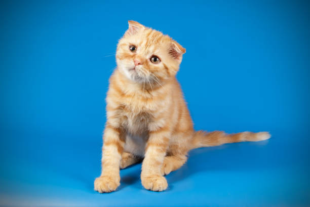 istock Scottish fold shorthair cat on colored backgrounds 1056247806