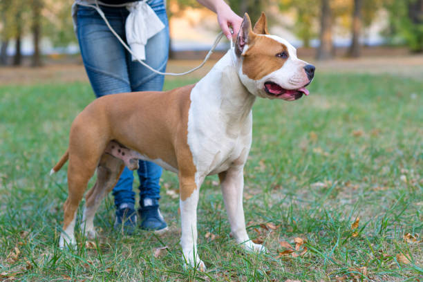 istock Staffordshire bull terrier standing in the park 1056247868
