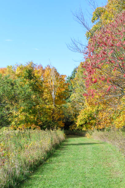 istock Fall foliage on the hiking trail 1056248154