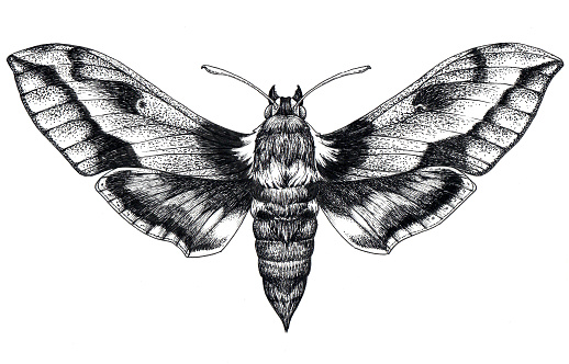 Hand drawn butterfly tattoo. Dotwork tattoo. Hummingbird hawk moth. Macroglossum stellatarum. Lepidoptera. Mystical symbol of freedom, beauty, life, perfection