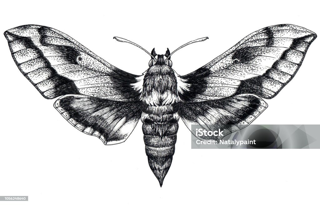 Hand drawn butterfly tattoo. Dotwork tattoo. Hummingbird hawk moth. Macroglossum stellatarum. Lepidoptera. Hand drawn butterfly tattoo. Dotwork tattoo. Hummingbird hawk moth. Macroglossum stellatarum. Lepidoptera. Mystical symbol of freedom, beauty, life, perfection Moth stock illustration