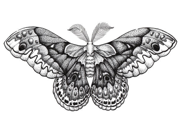 ilustrações, clipart, desenhos animados e ícones de arte de tatuagem de borboleta. dotwork tatuagem. hyalophora cecropia. cecropia traça. símbolo de liberdade, natureza, beleza, perfeição - traça