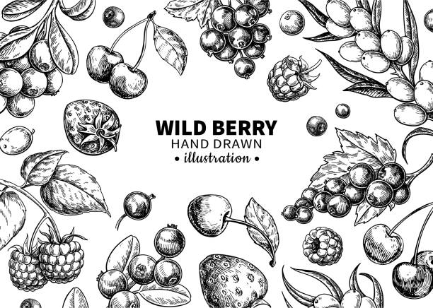 ilustrações de stock, clip art, desenhos animados e ícones de wild berry drawing. hand drawn vintage vector frame. summer fruit set - currant red isolated fruit