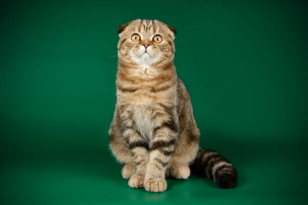 istock Scottish fold shorthair cat on colored backgrounds 1056248934