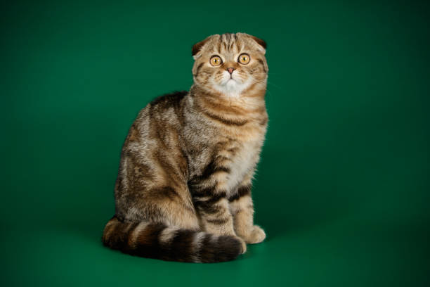 istock Scottish fold shorthair cat on colored backgrounds 1056249060