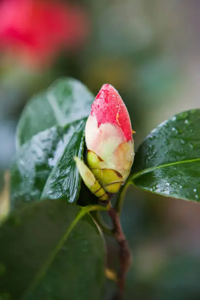 camellia flower in the raining day.