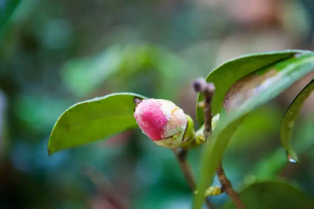 camellia flower in the raining day.