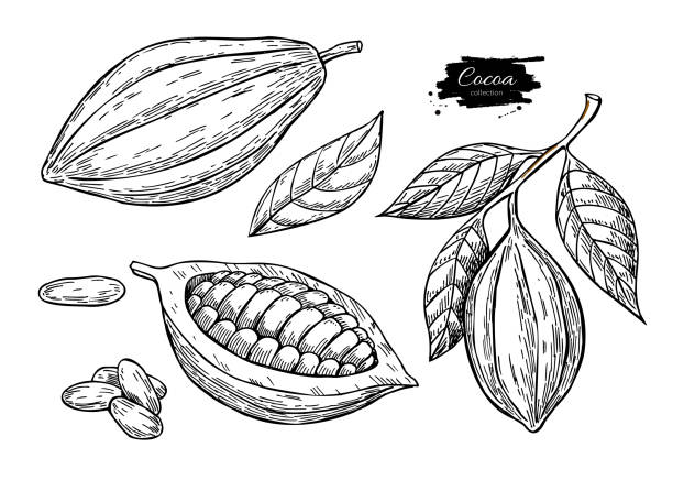 Cocoa vector superfood drawing set.Organic healthy food sketch. Fruit, leaf and bean Cocoa vector superfood drawing set.Organic healthy food sketch. Fruit, leaf and bean engraving. Isolated hand draw  illustration on white background. Great for banner, poster, label cacao fruit stock illustrations