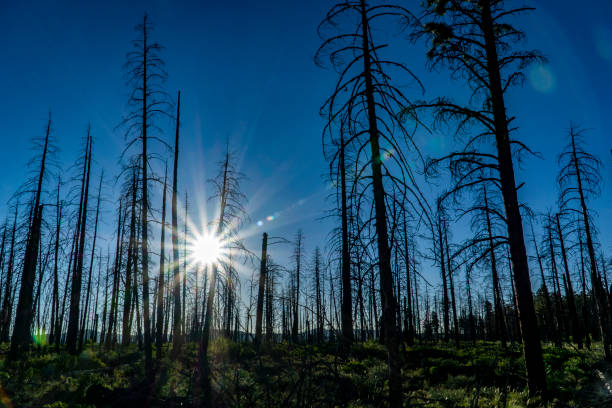 istock Dixie National Forest and the Bryce canion 1056251390