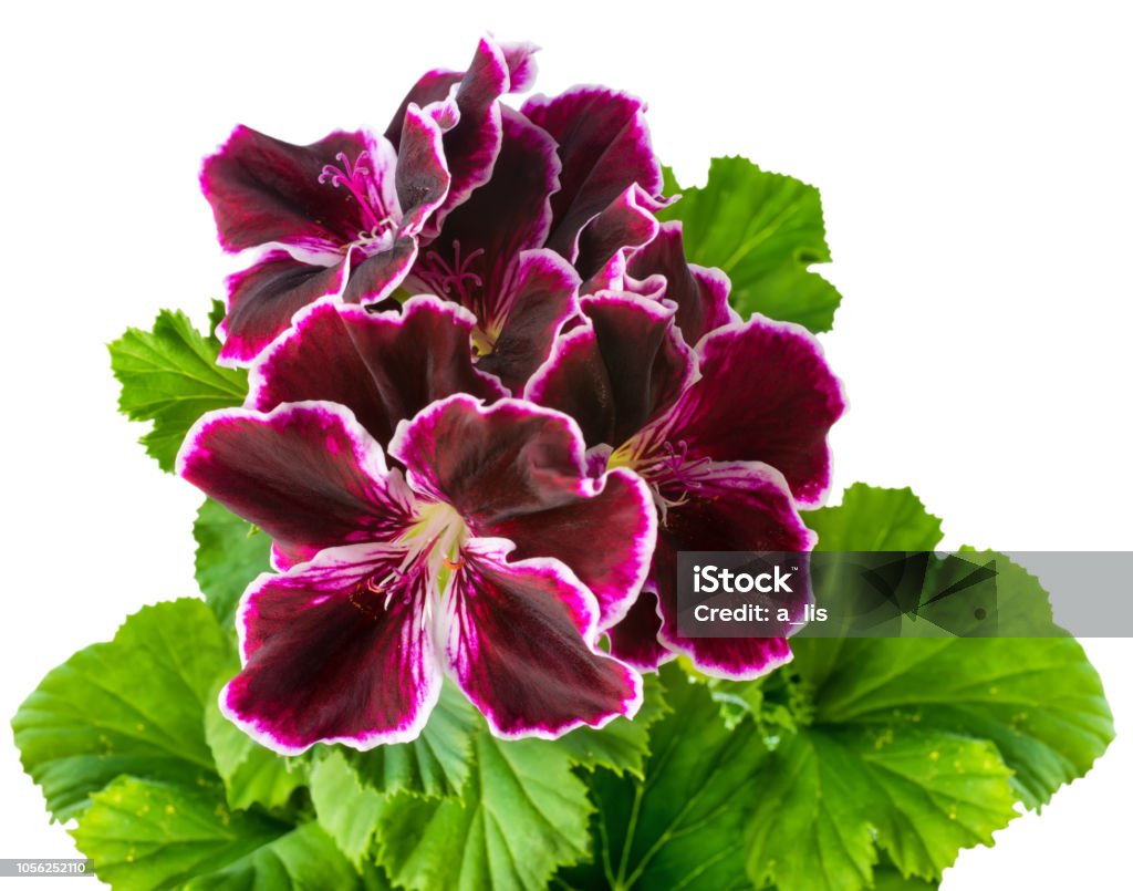 Terciopelo Morado Flor Geranio Con Hojas Verdes Está Aislada Sobre Fondo Blanco Pelargonium Real Elegancia Imperial Foto de stock y más banco de imágenes de Geranio - iStock Terciopelo Morado Flor Geranio Con Hojas Verdes Está Aislada Sobre Fondo Blanco Pelargonium Real Elegancia Imperial Foto de stock y más banco de imágenes de Geranio - iStock