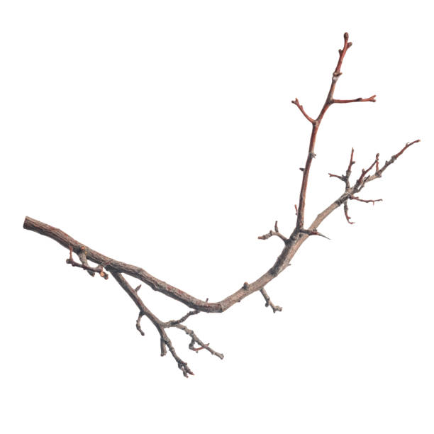 istock single silhouette of dry branch tree isolated on white background 1056252202