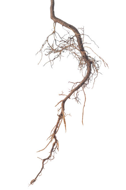 istock roots of tree is isolated on white background, close up 1056252216