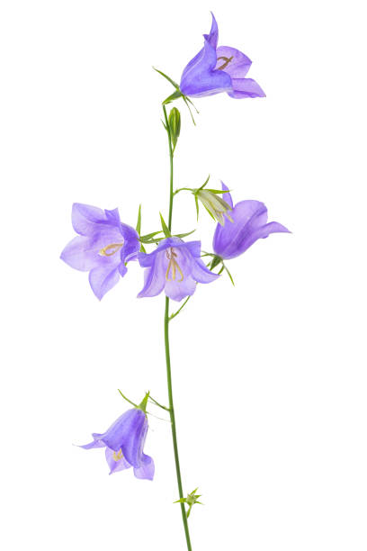 istock bluebell or campanula flower isolated on white background, close up 1056252234