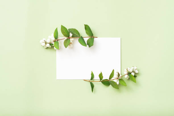 istock blank paper card mistletoe decor pastel background 1056253602