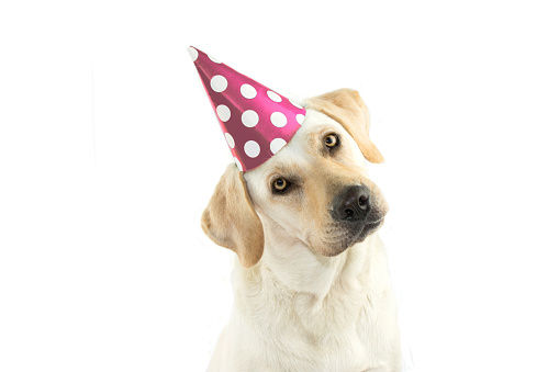 CUTE DOG CELEBRATING A BIRTHDAY PARTY, TINTING THE HEAD SIDE AND LOOKING AT CAMERA, WEARING A PINK POLKA DOT HAT. ISOLATED AGAINST WHITE BACKGROUND WITH COPY SPACE.