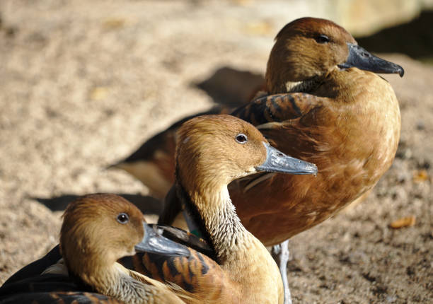 Three West Indian whistling ducks sitting on a beach stock photo