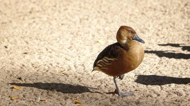 istock West Indian whistling duck standing on a beach on one leg while sleeping 1056254820