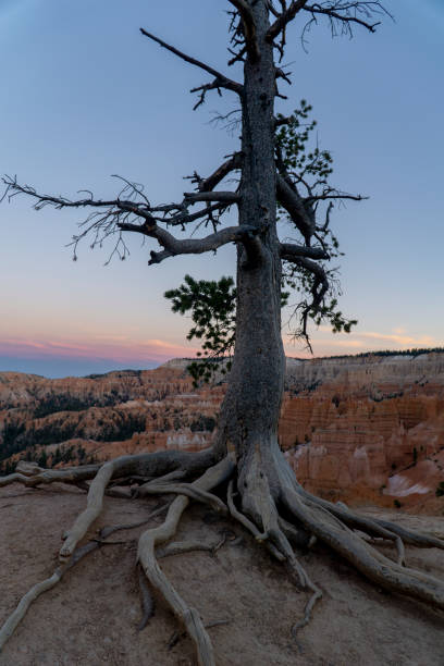 istock Dixie National Forest and the Bryce canion 1056257908