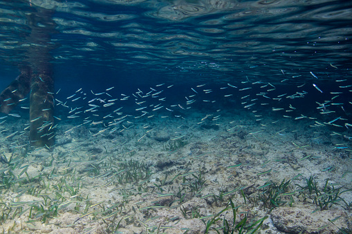 Multiple juvenile fish swimming in shallow water