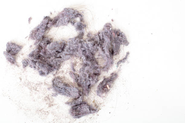 Dust from vacuum cleaner , high angle macro view stock photo