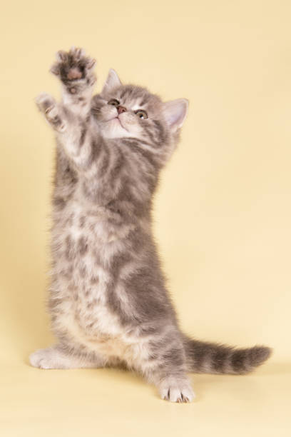 istock scottish straight longhair cat on colored backgrounds 1056263668