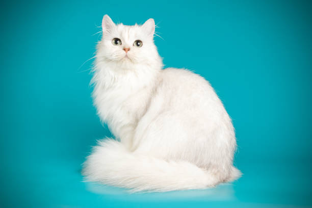 istock scottish straight longhair cat on colored backgrounds 1056263678