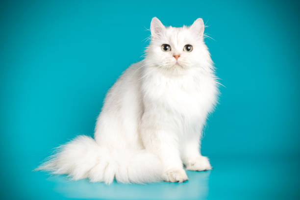 istock scottish straight longhair cat on colored backgrounds 1056263694
