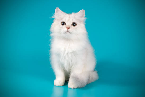 istock scottish straight longhair cat on colored backgrounds 1056263720
