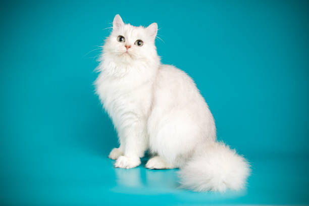 istock scottish straight longhair cat on colored backgrounds 1056263730