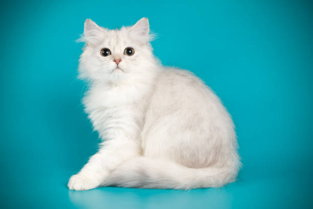 istock scottish straight longhair cat on colored backgrounds 1056263738