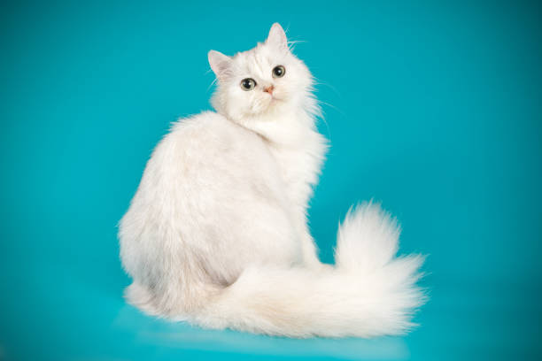 istock scottish straight longhair cat on colored backgrounds 1056263754