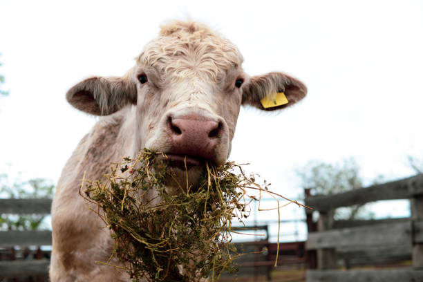 istock Bull in corral eating hay 1056264696